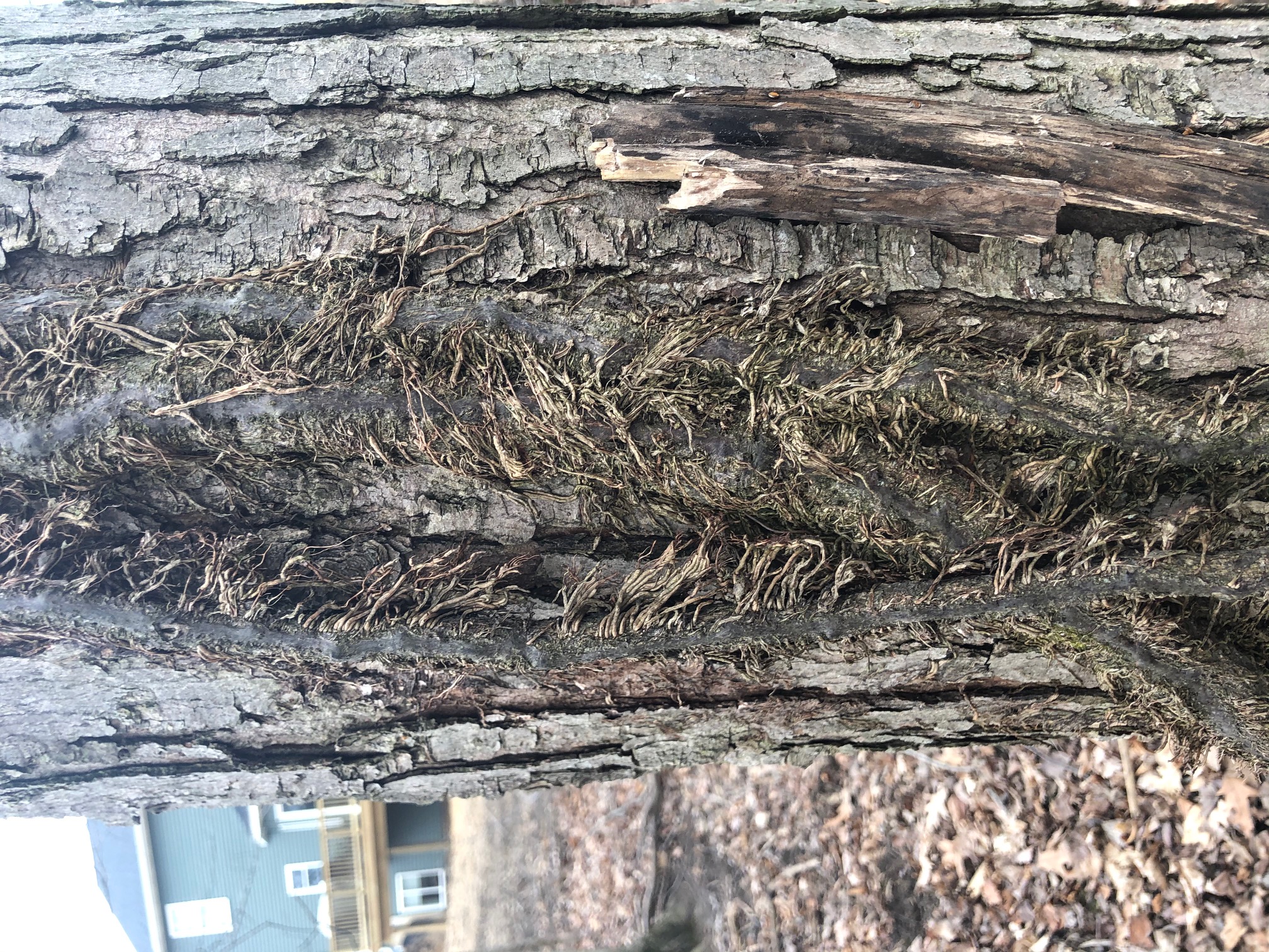 Figure 3. Eastern poison ivy aerial roots